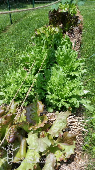 growing-your-own-food