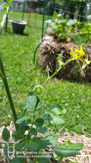 straw-bale-garden