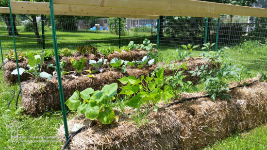 straw-bale-garden