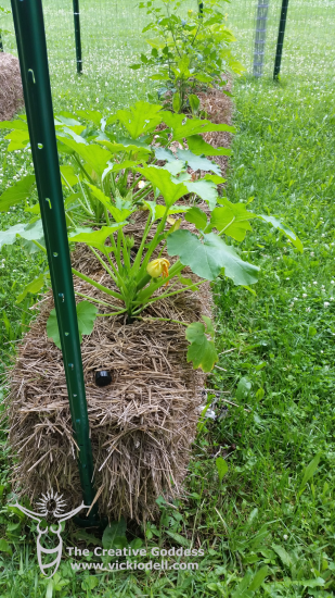 straw-bale-garden