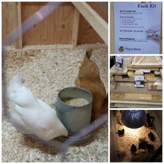 Raising Chickens and Chicken Coop Kits 