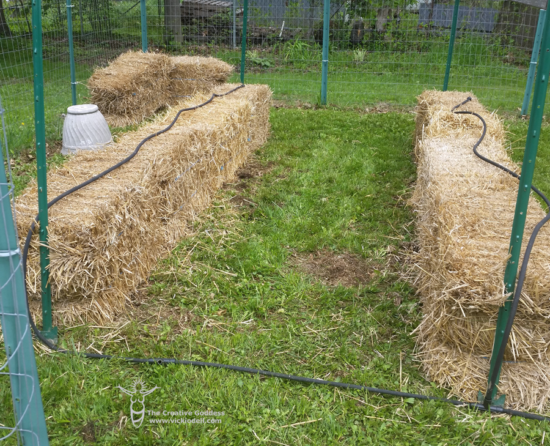 drip irrigation for straw bale garden