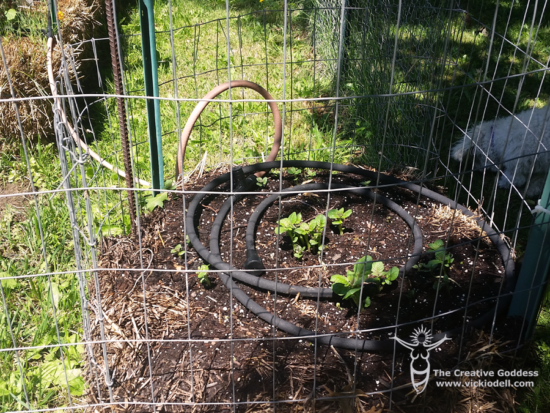 Garden Experiments - Potatoes