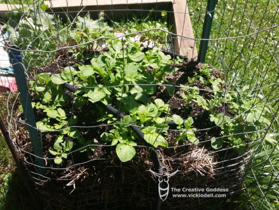 Garden Experiments - Potatoes