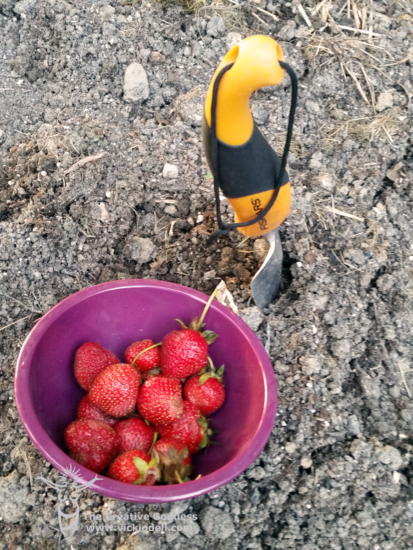Garden Experiments - Strawberries