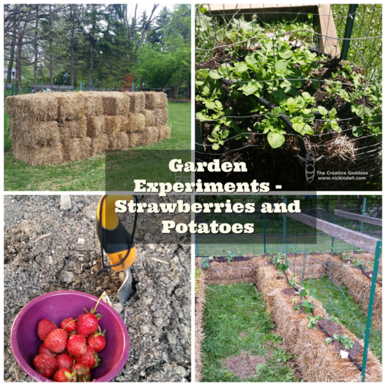 Garden Experiments - Strawberries and Potatoes