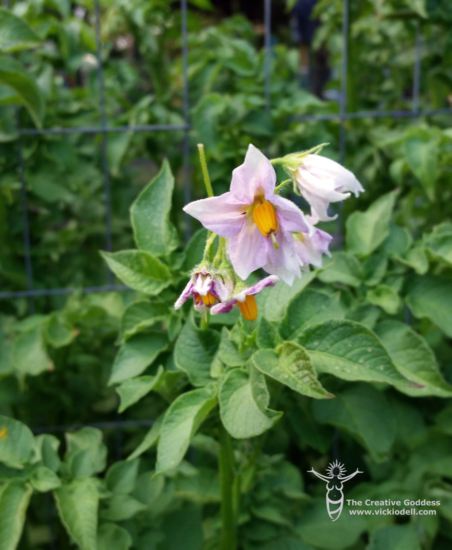 potato plant flower from the creative goddess gardens