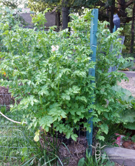 straw bale garden potatoes