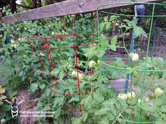 roma tomatoes in the straw bale garden