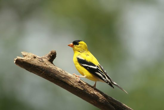 American Goldfinch