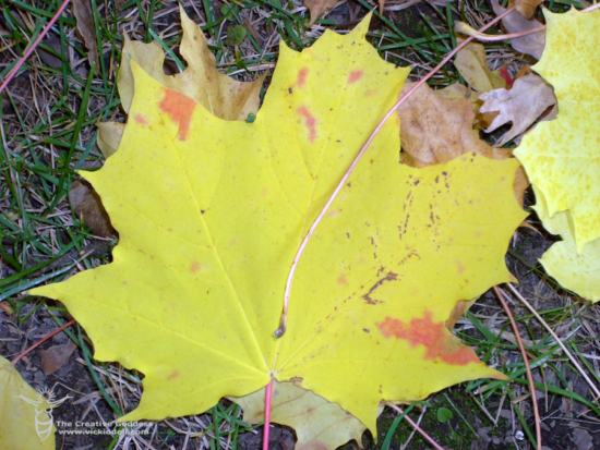 Fall, Maple Trees, Yellow Leaves, The Creative Goddess' Back Yard