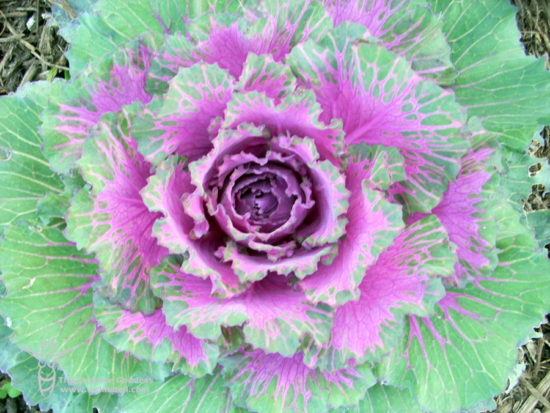 Ornamental Kale in Fall