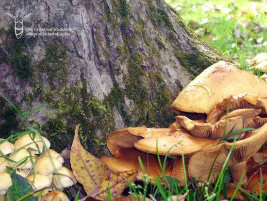 Fall routines, fall mushrooms, leaves