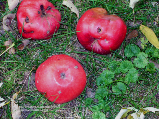 apples, orchard, rotten apple, fall