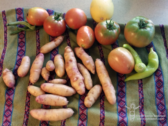 Fingerling potatoes, roma tomatoes, hot banana peppers from The Creative Goddess garden