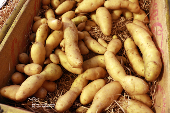 potato storage - fingerling potatoes - old soda crate