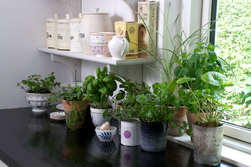 Plants in the Kitchen