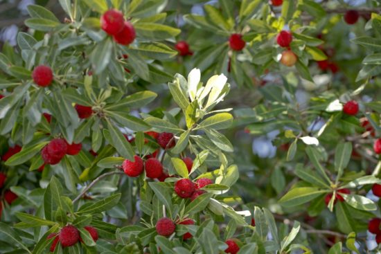 Herb of the Month - Bayberry