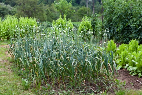 Why You Should Plant Garlic this Fall
