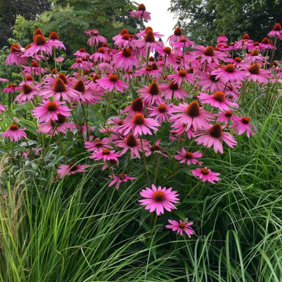 Herb of the Month - Enchinacea