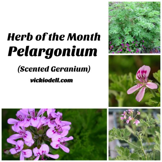Herb of the Month - Pelargonium