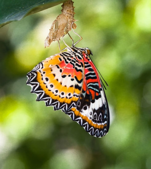 This Butterfly Has Emerged Dammit!