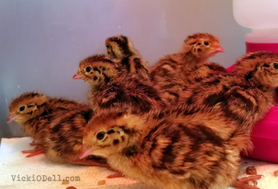 quail chicks 