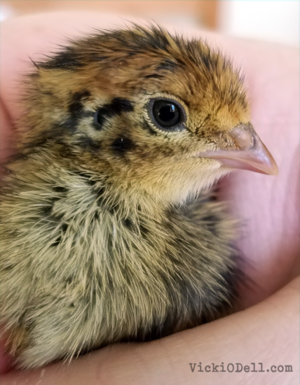 Quail, urban farm, eggs, chicks, quail in my hand