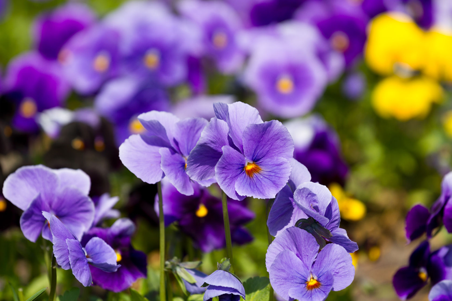 Herb of the Month - Violet
