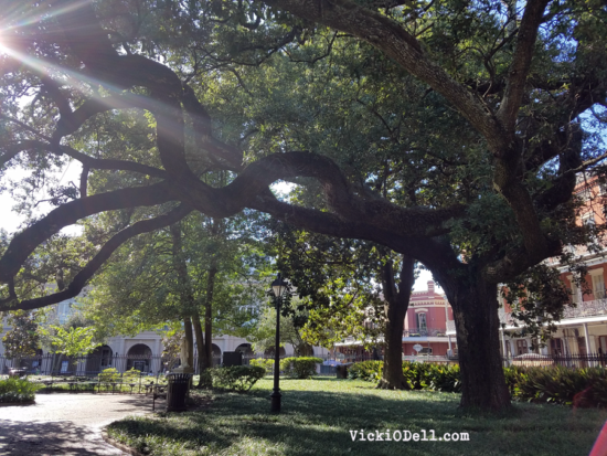 Gnarly old tree in Jackson Square New Orleans
