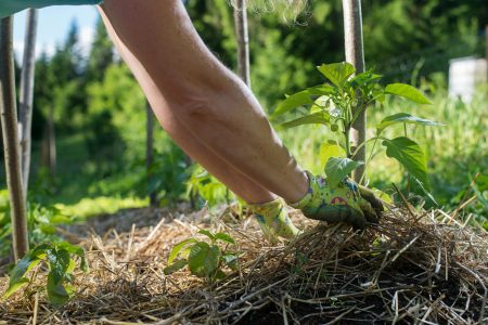 What is Permaculture? 