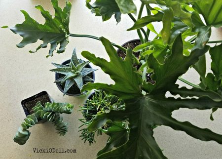 Healthy Houseplants 