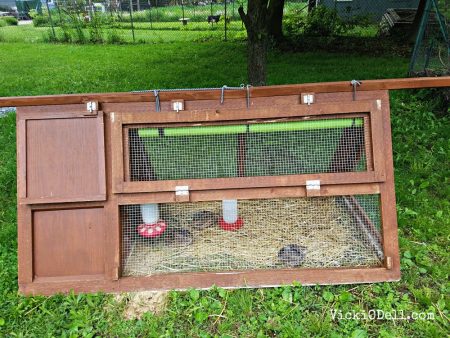 quail, garden, eggs, homestead