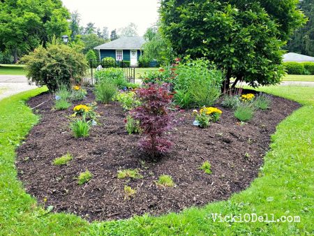 Flower Bed with Bio Flora - from back