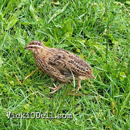 Quail - Best Egg Layers for an Urban Farm