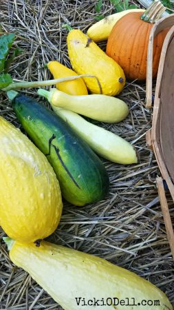 garden harvest 2018 = Yellow Squash, zucchini, pumpkin