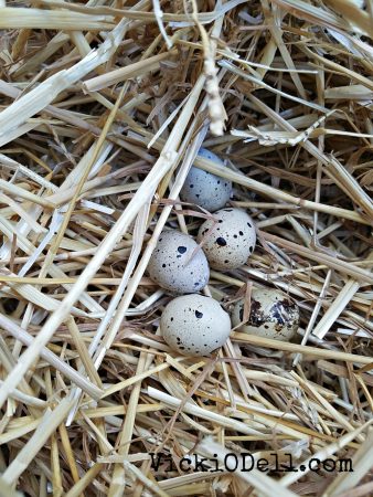 Quail - Best Egg Layers for an Urban Farm, quail eggs in straw
