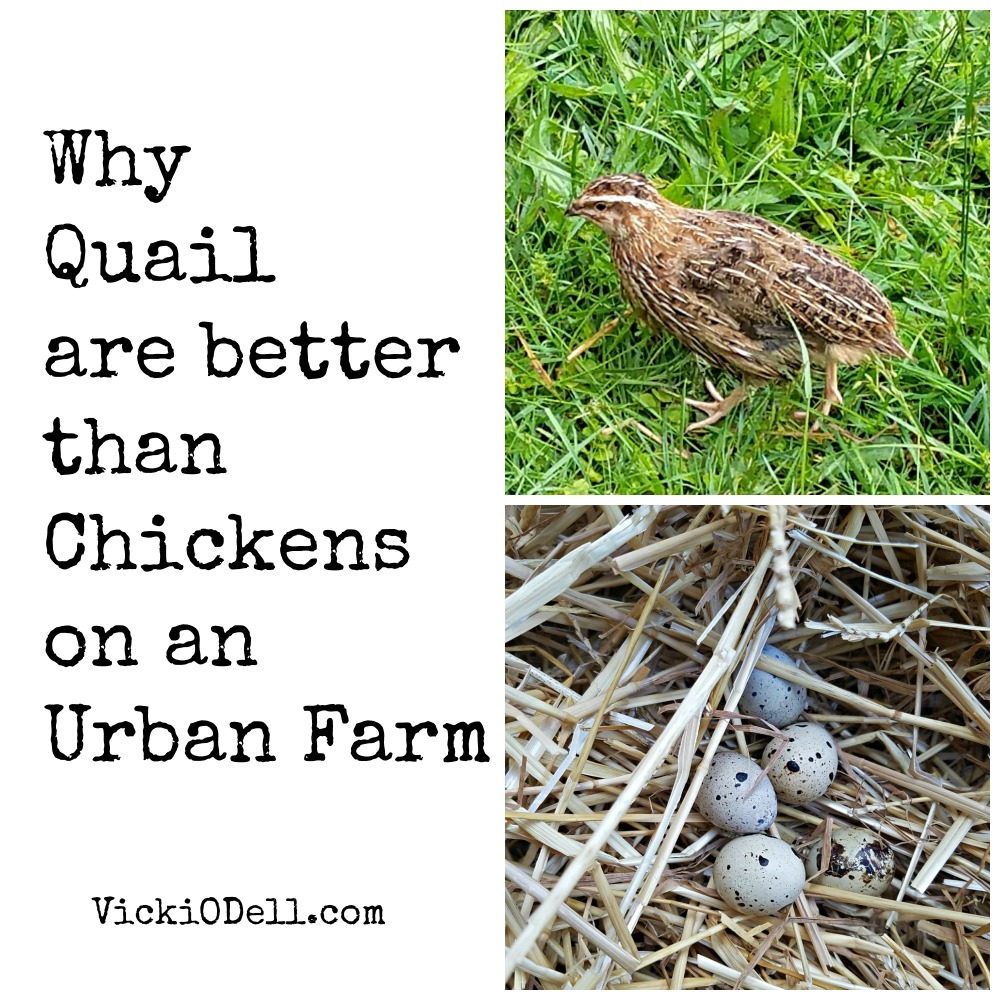 Quail - Best Egg Layers for an Urban Farm