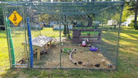 Quail Enclosure - Farming & Quail- No Place for Sissies