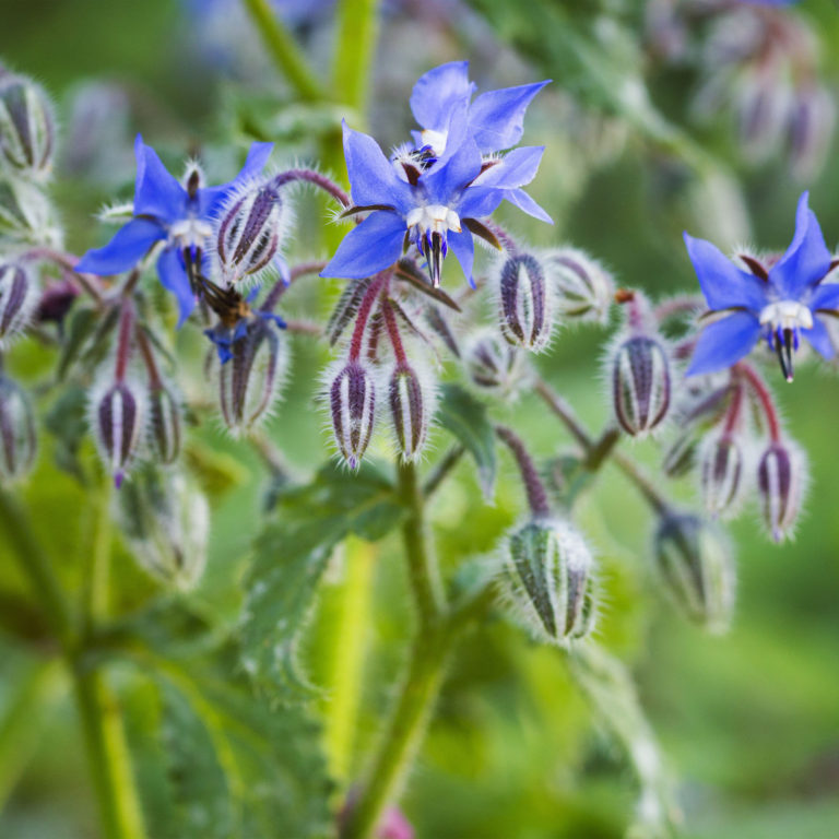 HERB OF THE MONTH- BORAGE